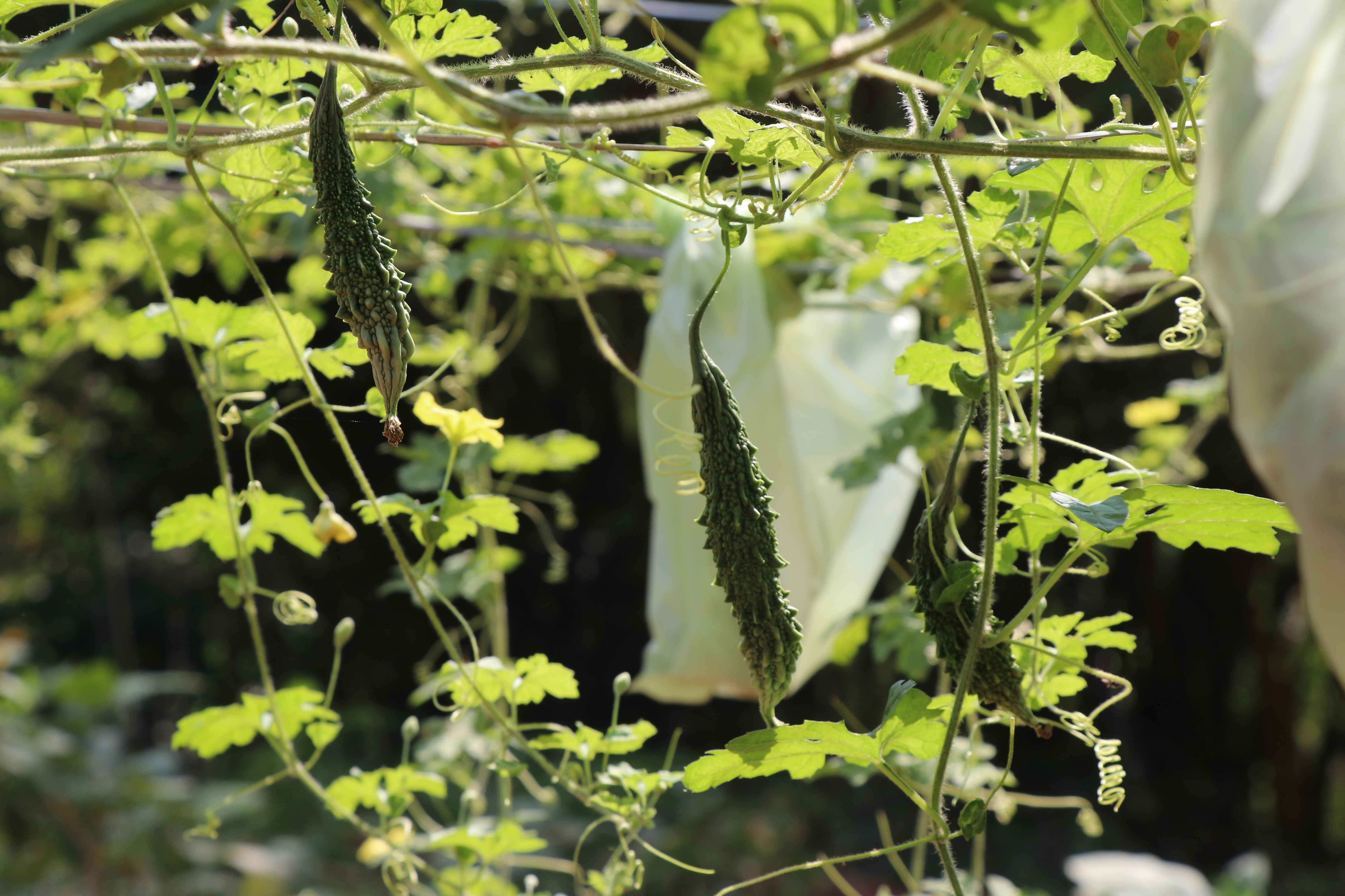 Green Vegetable Cultivation